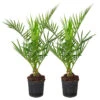 2x Phoenix Canariensis - Canarische Dadelpalm - ⌀15 Cm - ↕50-60 Cm -VIDAXL || Prosperplast || Decoris Winkel 1000010509