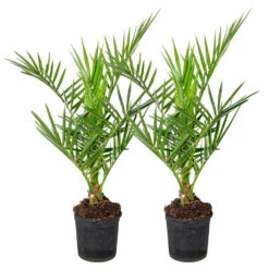 2x Phoenix Canariensis - Canarische Dadelpalm - ⌀15 Cm - ↕50-60 Cm