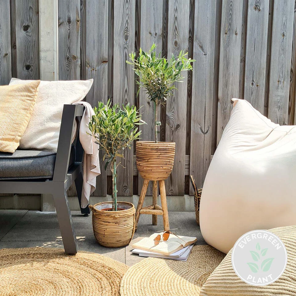 Olea Europaea - Olijfboom Op Stam - ⌀14 Cm - ↕40-50 Cm 4 Olea Europaea - Olijfboom Op Stam - ⌀14 Cm - ↕40-50 Cm - Afbeelding 2