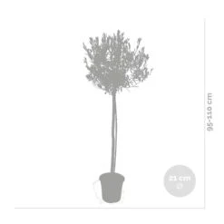 Olea Europaea - Olijfboom Op Stam - ⌀21 Cm - ↕95-110 Cm -VIDAXL || Prosperplast || Decoris Winkel 1000010512 0102