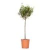 Olea Europaea - Olijfboom Op Stam - ⌀21 Cm - ↕95-110 Cm -VIDAXL || Prosperplast || Decoris Winkel 1000010512