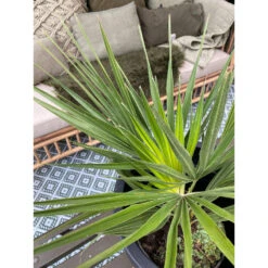 2x Chamaerops 'Humilis' - Buitenplant ⌀19 Cm - ↕50-60 Cm -VIDAXL || Prosperplast || Decoris Winkel 1000010513 0102