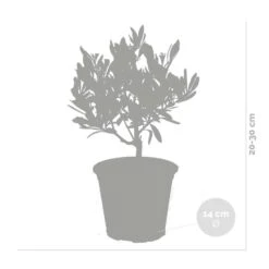 2x Olea Europaea - Olijfboom - ⌀14 Cm - ↕20-30 Cm -VIDAXL || Prosperplast || Decoris Winkel 1000010515 0102