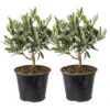 2x Olea Europaea - Olijfboom - ⌀14 Cm - ↕20-30 Cm -VIDAXL || Prosperplast || Decoris Winkel 1000010515