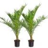 2x Phoenix Canariensis - Canarische Dadelpalm - ⌀19 Cm - ↕80-100 Cm 2 2x Phoenix Canariensis - Canarische Dadelpalm - ⌀19 Cm - ↕80-100 Cm -VIDAXL || Prosperplast || Decoris Winkel 1000010518