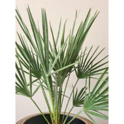 2x Chamaerops 'Humilis' - Buitenplant ⌀21 Cm - ↕60-70 Cm -VIDAXL || Prosperplast || Decoris Winkel 1000010521 0102