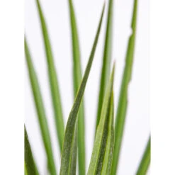 2x Chamaerops 'Humilis' - Buitenplant ⌀21 Cm - ↕60-70 Cm -VIDAXL || Prosperplast || Decoris Winkel 1000010521 0103