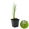 Acorus Calamus – Kalmoes – ⌀09cm - ↕10-20 Cm -VIDAXL || Prosperplast || Decoris Winkel 1000010528
