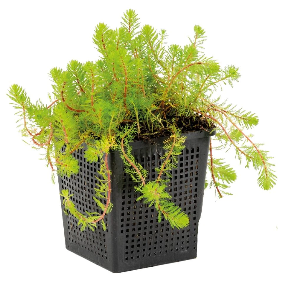 Myriophyllum 'Red Stem' – Vederkruid – ⌀11 Cm - ↕15-25 Cm 4 Myriophyllum 'Red Stem' – Vederkruid – ⌀11 Cm - ↕15-25 Cm - Afbeelding 2