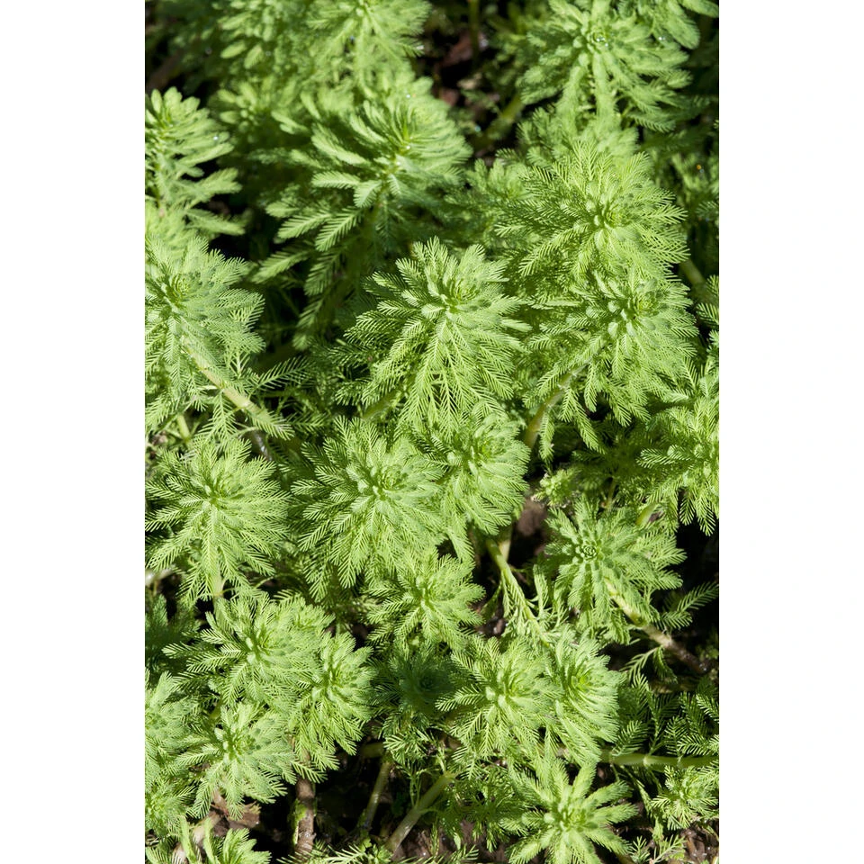 Myriophyllum 'Red Stem' – Vederkruid – ⌀11 Cm - ↕15-25 Cm 3 Myriophyllum 'Red Stem' – Vederkruid – ⌀11 Cm - ↕15-25 Cm