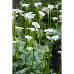 6x Witte Aronskelk - Zantedeschia 'Aethiopica' - Vijverplant ⌀9 Cm -VIDAXL || Prosperplast || Decoris Winkel 1000010534 0102
