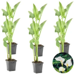 6x Witte Aronskelk - Zantedeschia 'Aethiopica' - Vijverplant ⌀9 Cm -VIDAXL || Prosperplast || Decoris Winkel 1000010534 0103
