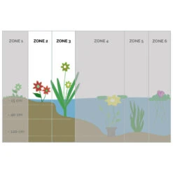 Snoekkruid - Pontederia 'Cordata' 3x - Vijverplant ⌀9 Cm - ↕15 Cm -VIDAXL || Prosperplast || Decoris Winkel 1000010536 0103