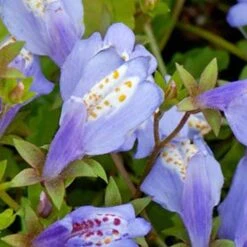 Mazus Reptans – Blauwe Mazus – ⌀09cm - ↕15-25 Cm -VIDAXL || Prosperplast || Decoris Winkel 1000010537 0103