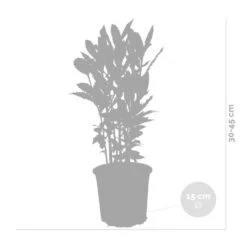 2x Laurus Nobilis - Keukenlaurier - ⌀15 Cm - ↕30-45 Cm -VIDAXL || Prosperplast || Decoris Winkel 1000010540 0102