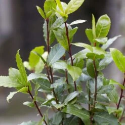 2x Laurus Nobilis - Keukenlaurier - ⌀15 Cm - ↕30-45 Cm -VIDAXL || Prosperplast || Decoris Winkel 1000010540 0103