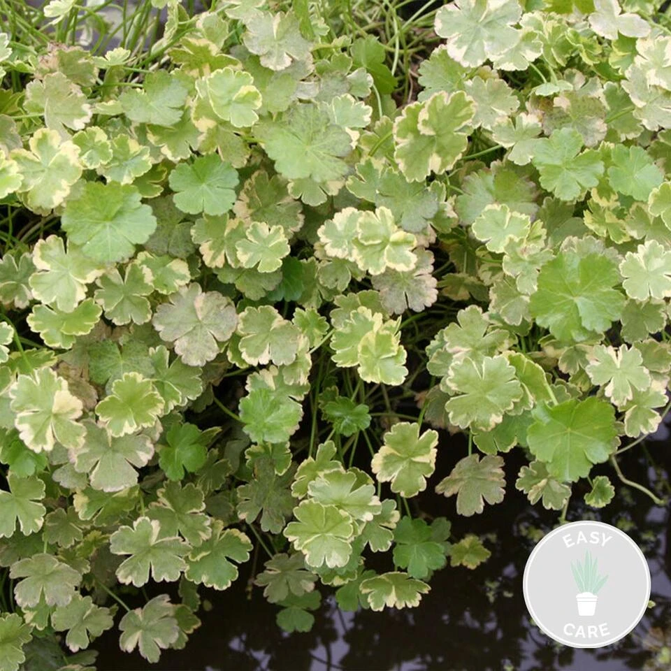 Hydrocotyle Variegata – Bonte Waternavel – ⌀11cm - ↕15-25 Cm 4 Hydrocotyle Variegata – Bonte Waternavel – ⌀11cm - ↕15-25 Cm - Afbeelding 2