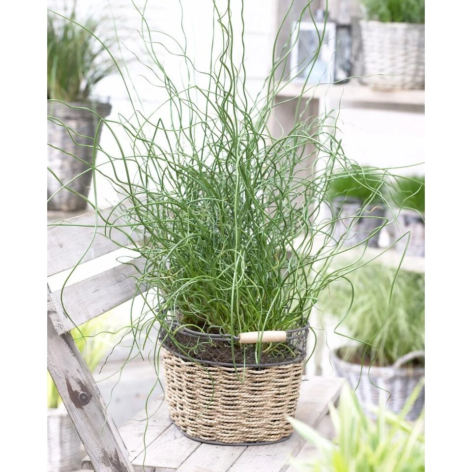 3x Juncus Spiralis – Kurkentrekkersgras – ⌀09cm - ↕30-40 Cm 5 3x Juncus Spiralis – Kurkentrekkersgras – ⌀09cm - ↕30-40 Cm - Afbeelding 3