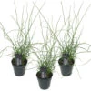 3x Juncus Spiralis – Kurkentrekkersgras – ⌀09cm - ↕30-40 Cm -VIDAXL || Prosperplast || Decoris Winkel 1000010542
