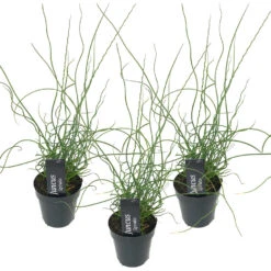 3x Juncus Spiralis – Kurkentrekkersgras – ⌀09cm - ↕30-40 Cm