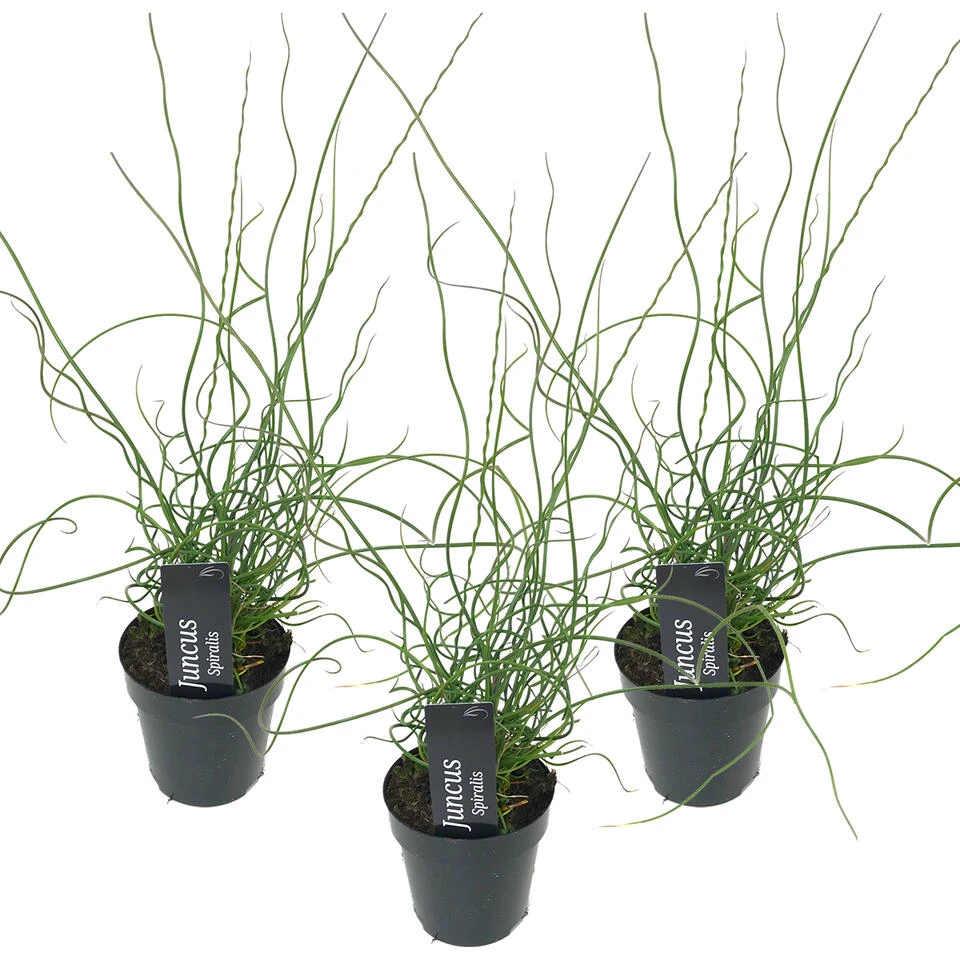 3x Juncus Spiralis – Kurkentrekkersgras – ⌀09cm - ↕30-40 Cm 3 3x Juncus Spiralis – Kurkentrekkersgras – ⌀09cm - ↕30-40 Cm