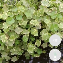 2x Hydrocotyle Variegata – Bonte Waternavel – ⌀11cm - ↕15-25 Cm -VIDAXL || Prosperplast || Decoris Winkel 1000010543 0101