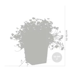 2x Hydrocotyle Variegata – Bonte Waternavel – ⌀11cm - ↕15-25 Cm -VIDAXL || Prosperplast || Decoris Winkel 1000010543 0102