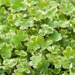 2x Hydrocotyle Variegata – Bonte Waternavel – ⌀11cm - ↕15-25 Cm -VIDAXL || Prosperplast || Decoris Winkel 1000010543 0103