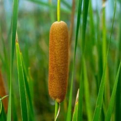 3x Typha Latifolia - Grote Lisdodde - ⌀9 Cm - ↕15-25 Cm 9 3x Typha Latifolia - Grote Lisdodde - ⌀9 Cm - ↕15-25 Cm -VIDAXL || Prosperplast || Decoris Winkel 1000010544 0103