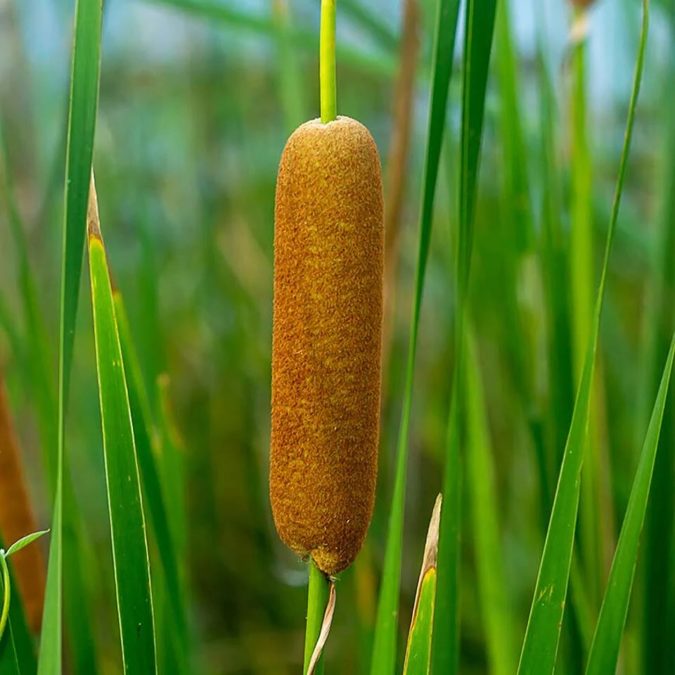 3x Typha Latifolia - Grote Lisdodde - ⌀9 Cm - ↕15-25 Cm 6 3x Typha Latifolia - Grote Lisdodde - ⌀9 Cm - ↕15-25 Cm - Afbeelding 4