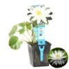 Nymphaea 'Marliacea Albida' – Waterlelie – ⌀11 Cm - ↕25-35 Cm -VIDAXL || Prosperplast || Decoris Winkel 1000010546