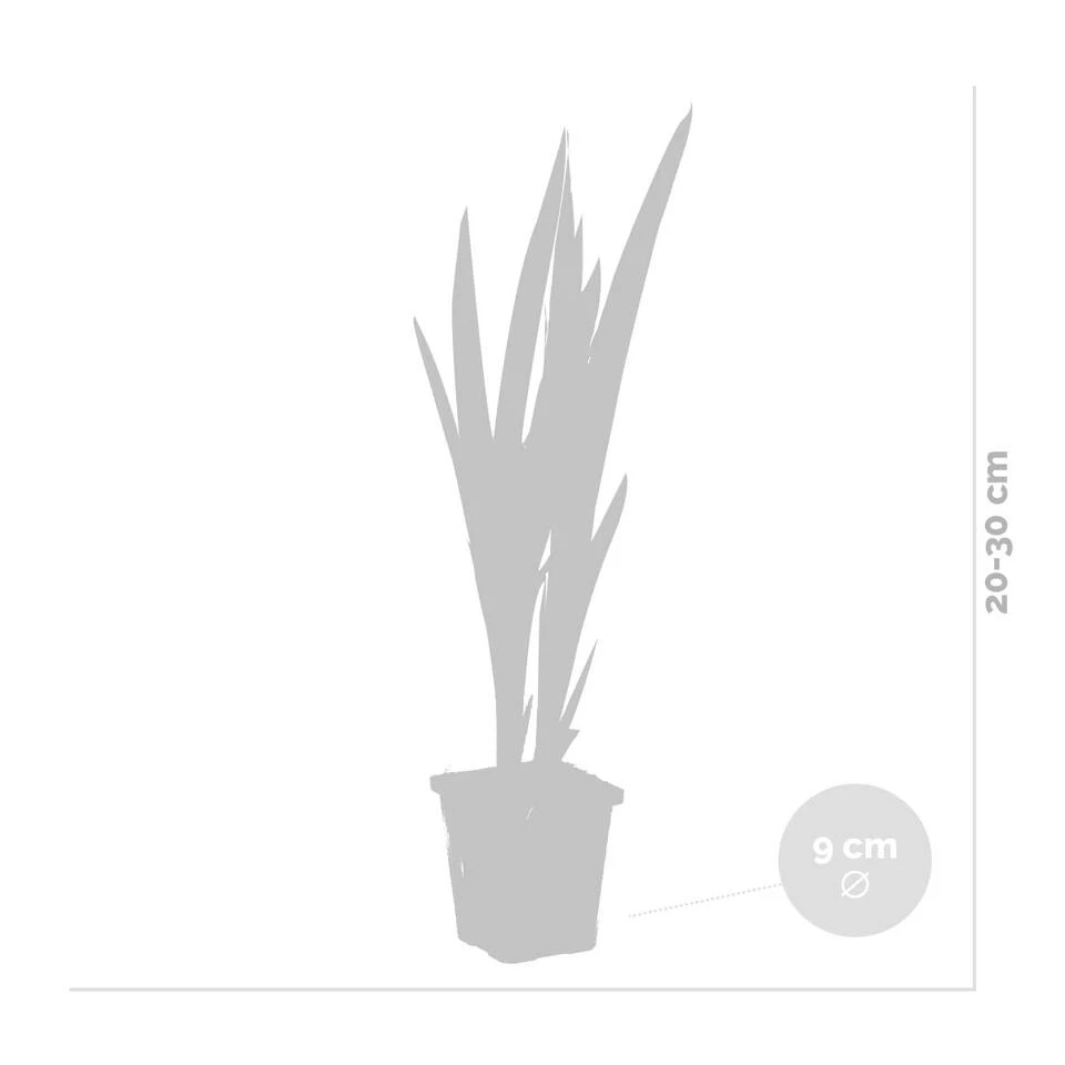 6x Iris 'Versicolor' – Wilde Iris – ⌀9 Cm - ↕20-30 Cm 5 6x Iris 'Versicolor' – Wilde Iris – ⌀9 Cm - ↕20-30 Cm - Afbeelding 3