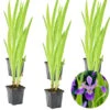 6x Iris 'Versicolor' – Wilde Iris – ⌀9 Cm - ↕20-30 Cm -VIDAXL || Prosperplast || Decoris Winkel 1000010548
