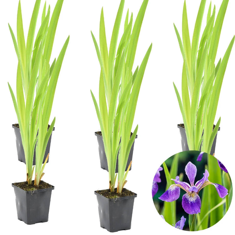 6x Iris 'Versicolor' – Wilde Iris – ⌀9 Cm - ↕20-30 Cm 3 6x Iris 'Versicolor' – Wilde Iris – ⌀9 Cm - ↕20-30 Cm