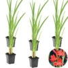 6x Rode Kafferlelie - Schizostylis 'Coccinea' - Vijverplant ⌀9 Cm 1 6x Rode Kafferlelie - Schizostylis 'Coccinea' - Vijverplant ⌀9 Cm -VIDAXL || Prosperplast || Decoris Winkel 1000010549