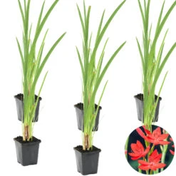 6x Rode Kafferlelie - Schizostylis 'Coccinea' - Vijverplant ⌀9 Cm