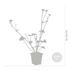 Caltha Palustris – Dotterbloem – ⌀09cm - ↕15-25 Cm 8 Caltha Palustris – Dotterbloem – ⌀09cm - ↕15-25 Cm -VIDAXL || Prosperplast || Decoris Winkel 1000010553 0102