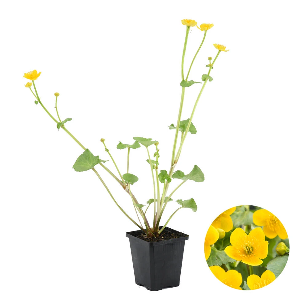 Caltha Palustris – Dotterbloem – ⌀09cm - ↕15-25 Cm 3 Caltha Palustris – Dotterbloem – ⌀09cm - ↕15-25 Cm