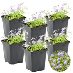6x Mazus Reptans – Blauwe Mazus – ⌀09cm - ↕15-25 Cm