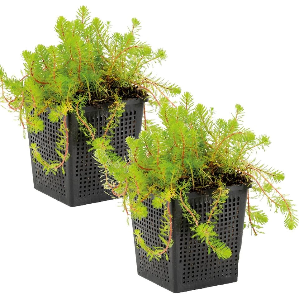 2x Myriophyllum 'Red Stem' – Vederkruid – ⌀11 Cm - ↕15-25 Cm 4 2x Myriophyllum 'Red Stem' – Vederkruid – ⌀11 Cm - ↕15-25 Cm - Afbeelding 2