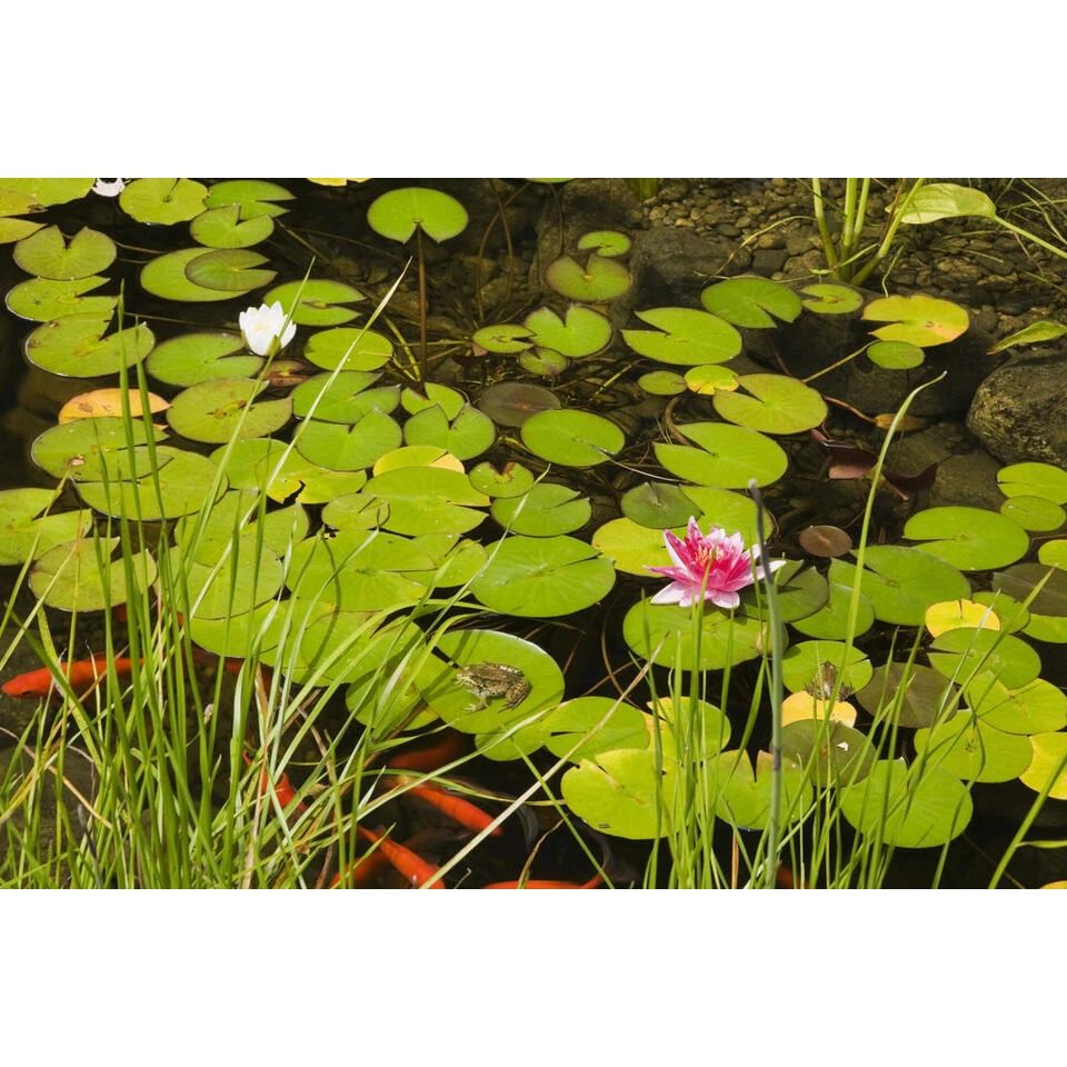 2x Nymphaea 'Attraction' – Waterlelie – ⌀11 Cm - ↕25-35 Cm 4 2x Nymphaea 'Attraction' – Waterlelie – ⌀11 Cm - ↕25-35 Cm - Afbeelding 2