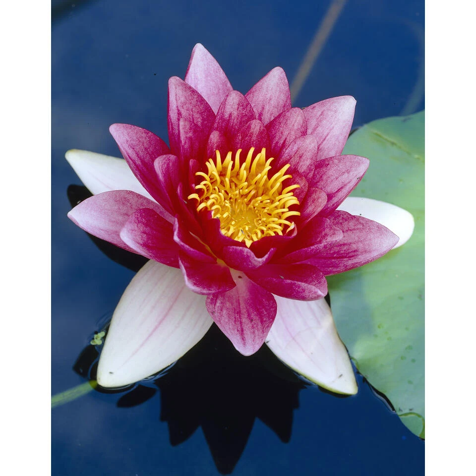 2x Nymphaea 'Attraction' – Waterlelie – ⌀11 Cm - ↕25-35 Cm 5 2x Nymphaea 'Attraction' – Waterlelie – ⌀11 Cm - ↕25-35 Cm - Afbeelding 3