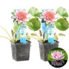 2x Nymphaea 'Attraction' – Waterlelie – ⌀11 Cm - ↕25-35 Cm 1 2x Nymphaea 'Attraction' – Waterlelie – ⌀11 Cm - ↕25-35 Cm -VIDAXL || Prosperplast || Decoris Winkel 1000010559