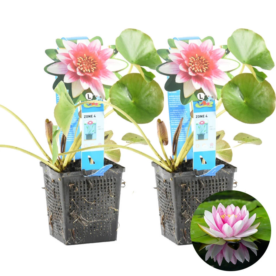 2x Nymphaea 'Attraction' – Waterlelie – ⌀11 Cm - ↕25-35 Cm 3 2x Nymphaea 'Attraction' – Waterlelie – ⌀11 Cm - ↕25-35 Cm