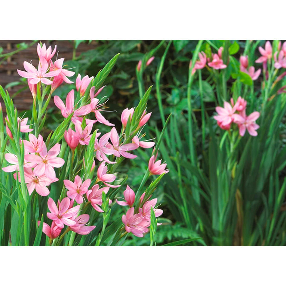 3x Rode Kafferlelie - Schizostylis 'Coccinea' - Vijverplant ⌀9 Cm 4 3x Rode Kafferlelie - Schizostylis 'Coccinea' - Vijverplant ⌀9 Cm - Afbeelding 2