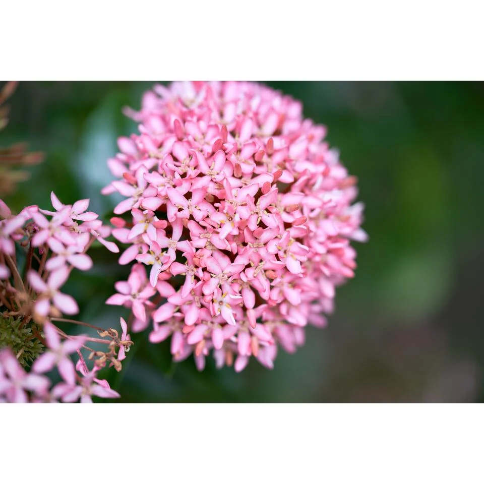3x Rode Kafferlelie - Schizostylis 'Coccinea' - Vijverplant ⌀9 Cm 5 3x Rode Kafferlelie - Schizostylis 'Coccinea' - Vijverplant ⌀9 Cm - Afbeelding 3