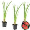 3x Rode Kafferlelie - Schizostylis 'Coccinea' - Vijverplant ⌀9 Cm -VIDAXL || Prosperplast || Decoris Winkel 1000010560