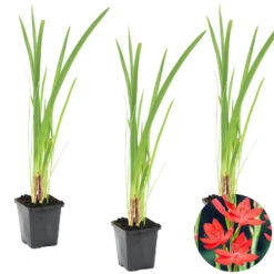 3x Rode Kafferlelie - Schizostylis 'Coccinea' - Vijverplant ⌀9 Cm