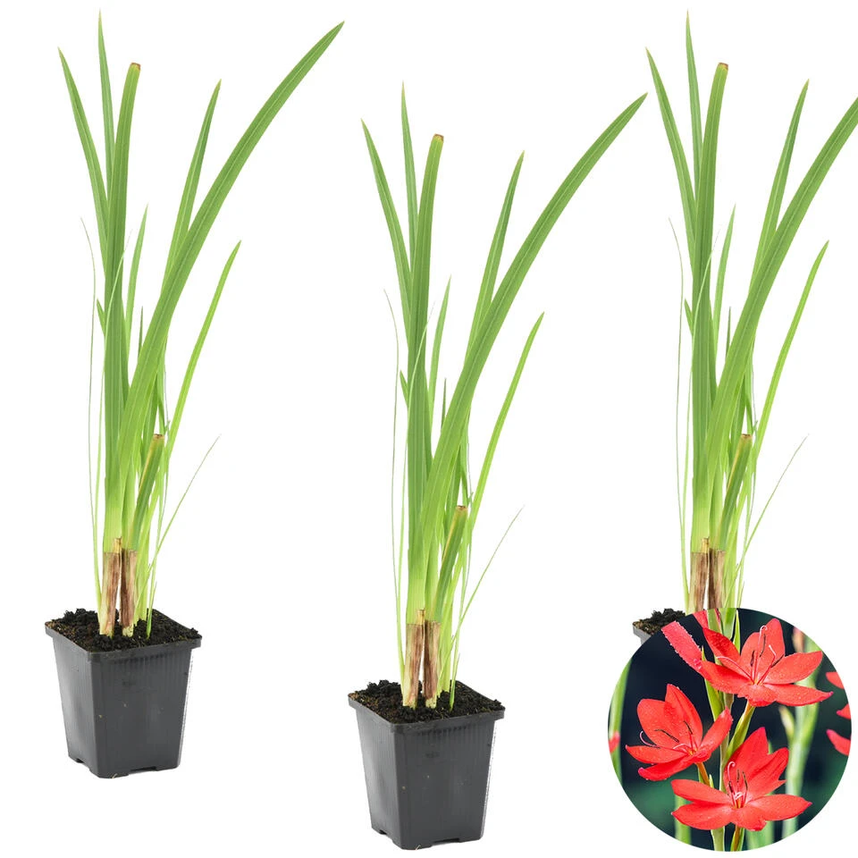 3x Rode Kafferlelie - Schizostylis 'Coccinea' - Vijverplant ⌀9 Cm 3 3x Rode Kafferlelie - Schizostylis 'Coccinea' - Vijverplant ⌀9 Cm