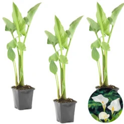 3x Witte Aronskelk - Zantedeschia 'Aethiopica' - Vijverplant ⌀9 Cm -VIDAXL || Prosperplast || Decoris Winkel 1000010561 0103